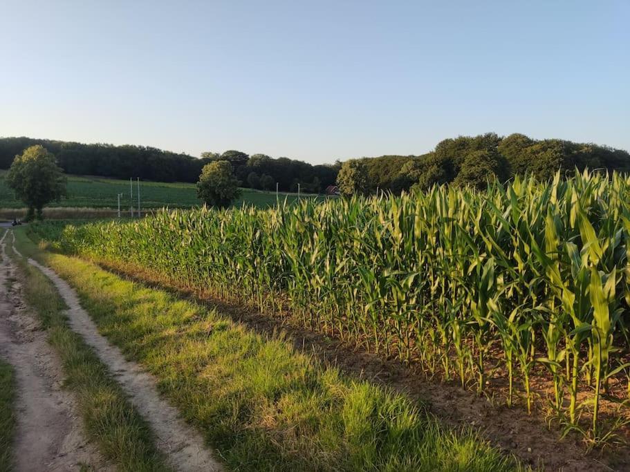 Cornfield Arnhem